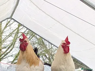 Mixed Breed poultry 2 Cockerels need new homes - Advert 1