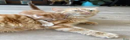 Mixed Breed cats for sale: 4 Ginger Male Kittens from 7th of September  in London - Advert 29