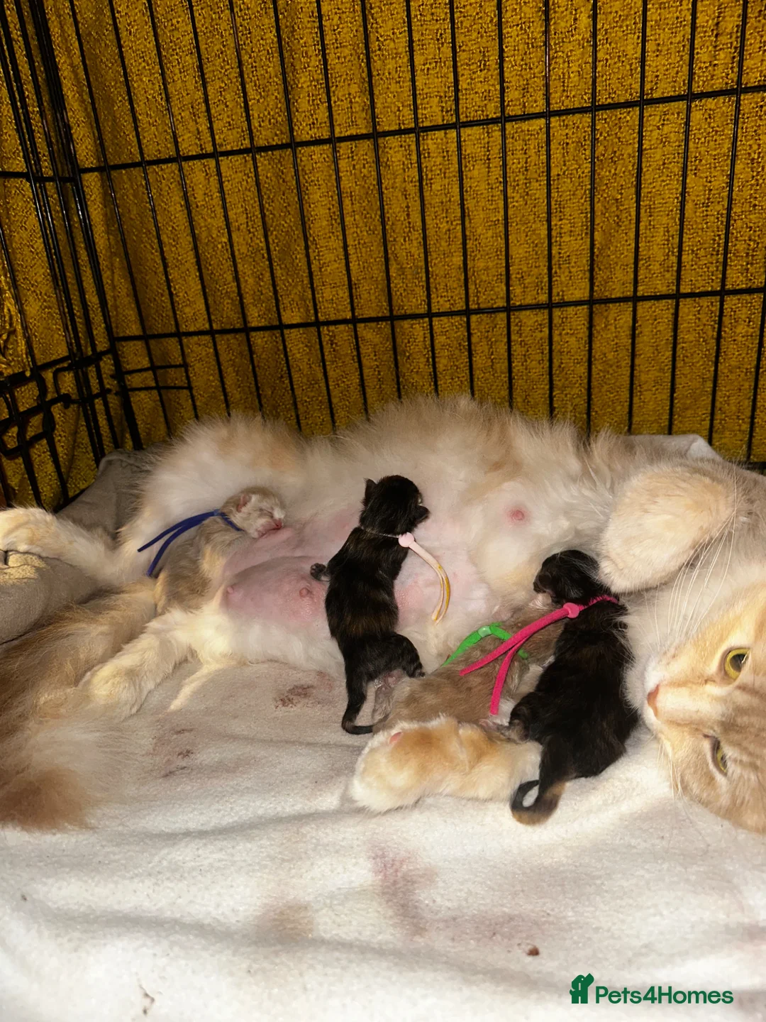 Maine Coon cats for sale: ❗️🐾Warning: Extremely Cute Maine Coon Kittens🐾❗️ - Advert 7