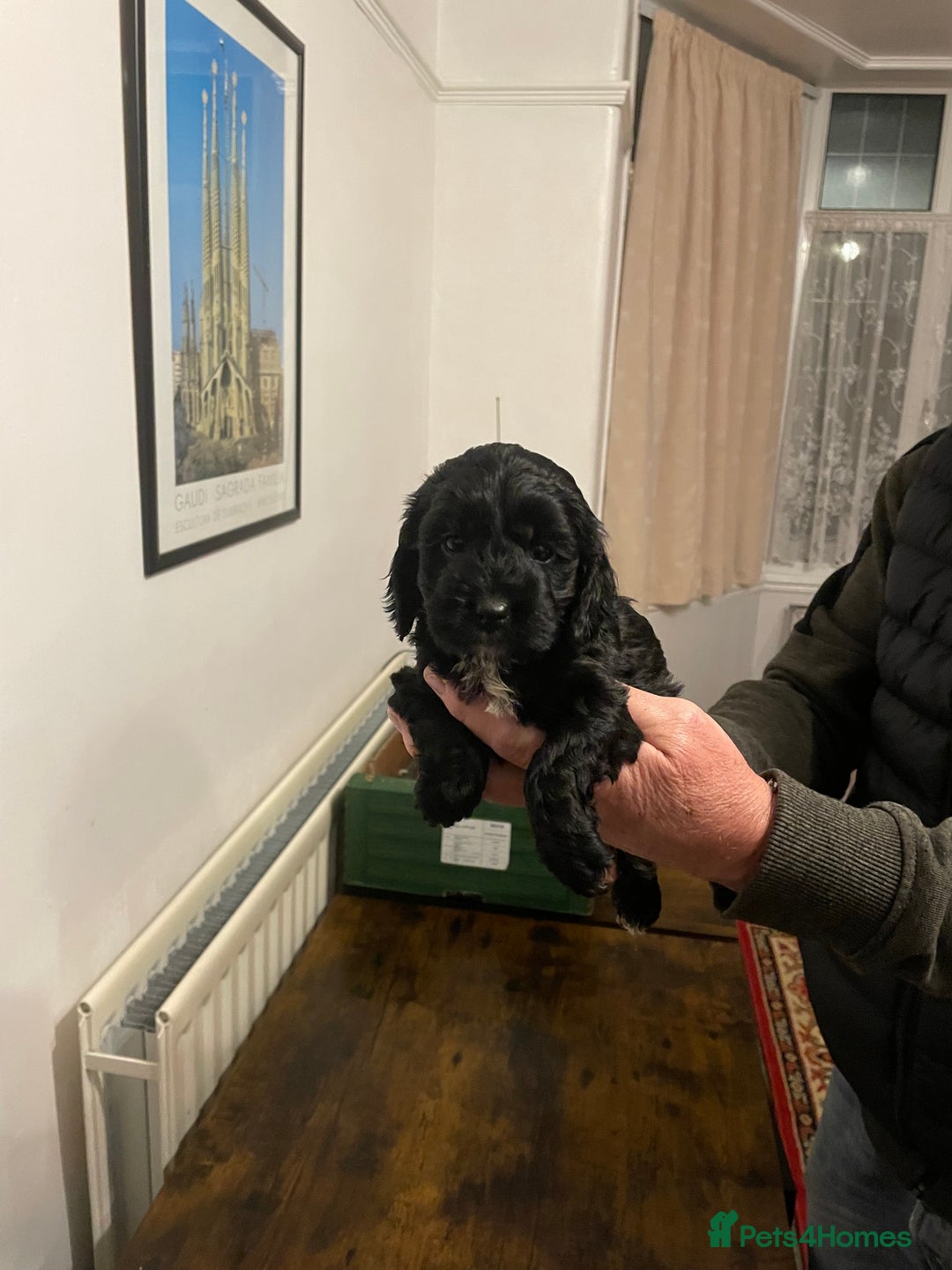 Cockapoo dogs for sale: Cockapoo puppies - Image 23