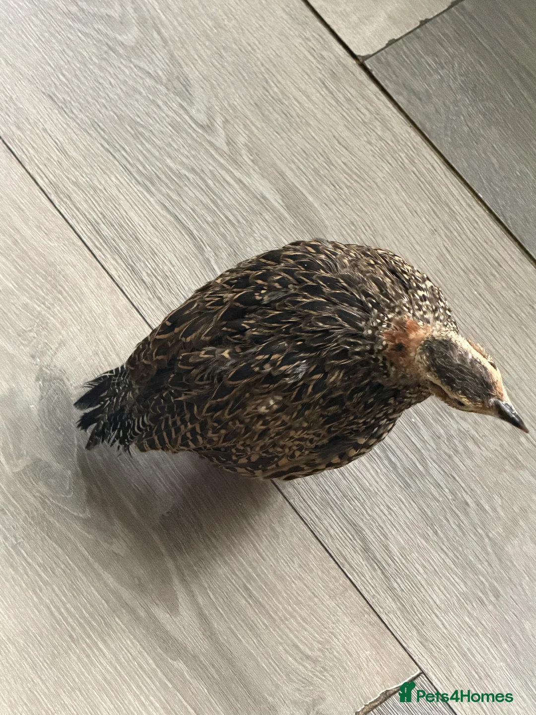 Pheasants poultry for sale: Black francolin females for sale  in Bradford - Advert 2