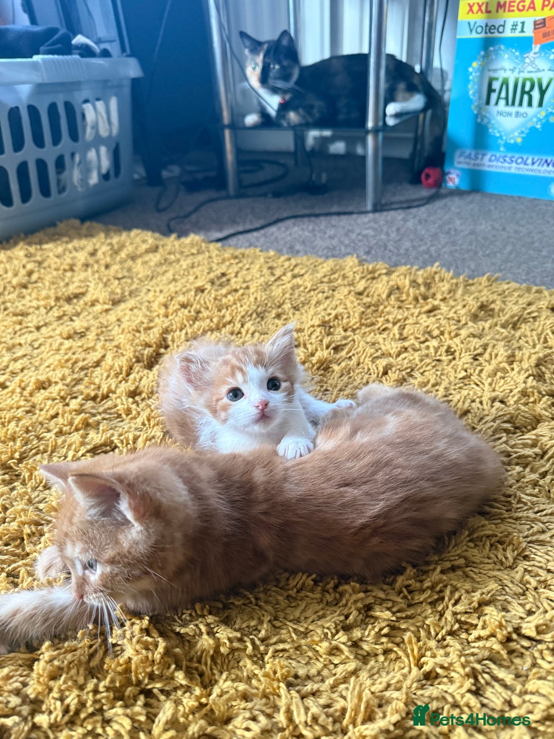 Maine Coon cats for sale: Maine coon - Advert 4