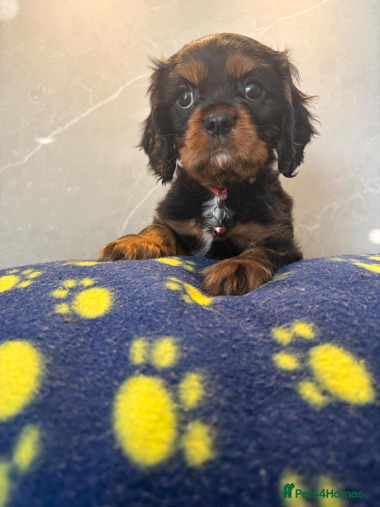 Cavalier King Charles Spaniel dogs KC Beautiful Health tested Babies - Advert 1