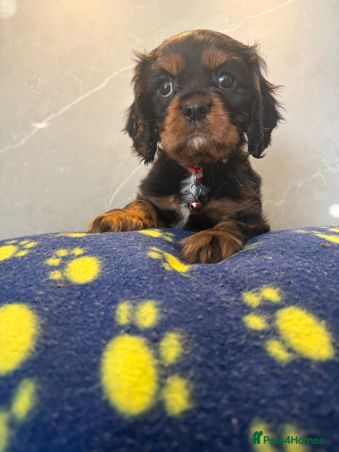 Cavalier King Charles Spaniel dogs for sale: KC Beautiful Health tested Babies - Advert 2