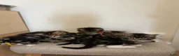 Maine Coon cats for sale: Fluffy picture perfect Maine Coon kittens in Tarporley - Advert 13