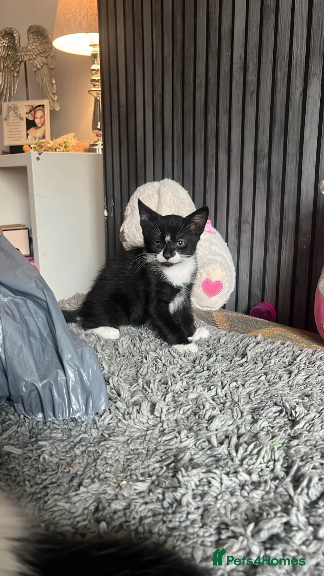 British Shorthair cats for sale: Black kitten with white patches - Advert 2