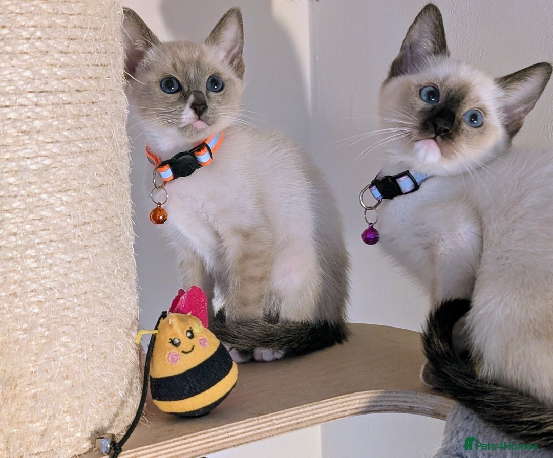 Ragdoll cats for sale: 3 beautiful female kittens available 🩷🧡 💜 - Advert 3