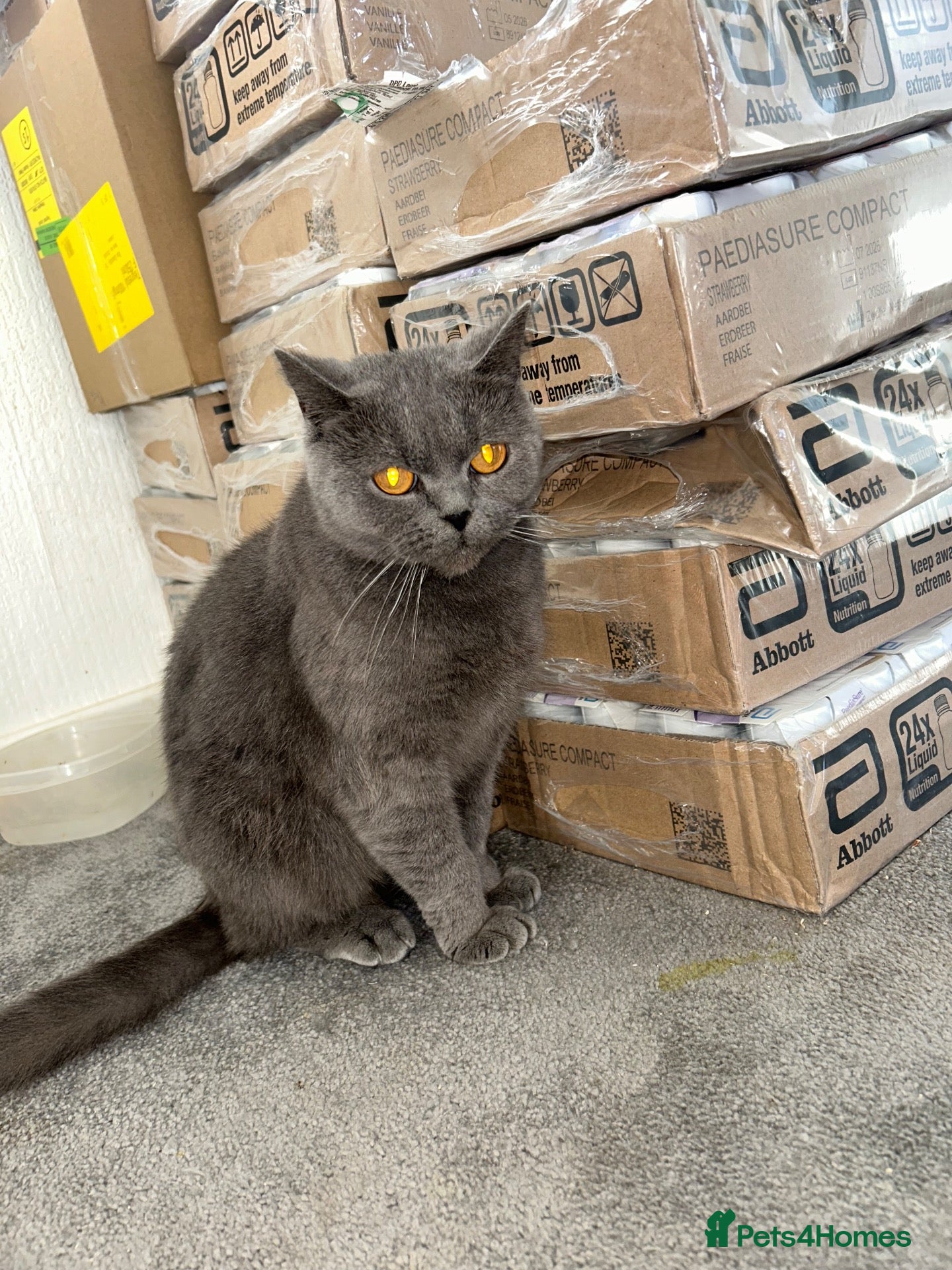 British Shorthair cats British Short Hair cat  - Advert 1