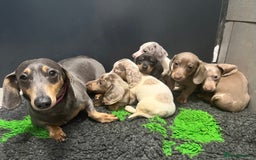 Miniature Dachshund dogs for sale: Miniature dachshund pups - Image 14