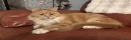 Maine Coon cats for sale: GCCF Registered Maine Coons - Advert 13