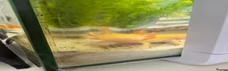 Axolotl reptiles for sale: 5 axolotls and set up. - Advert 10