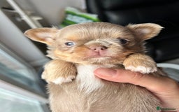 Chihuahua dogs for sale: KC LONG COAT CHIHUAHUA’S - Image 4