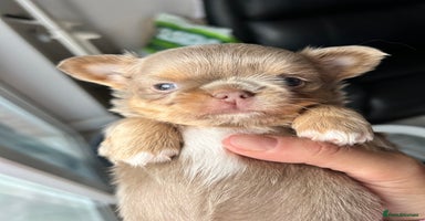 Chihuahua dogs KC LONG COAT CHIHUAHUA’S - Advert 15