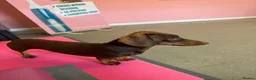 Miniature Dachshund dogs for stud: Chocolate and tan miniature dachshund for stud - Advert 3