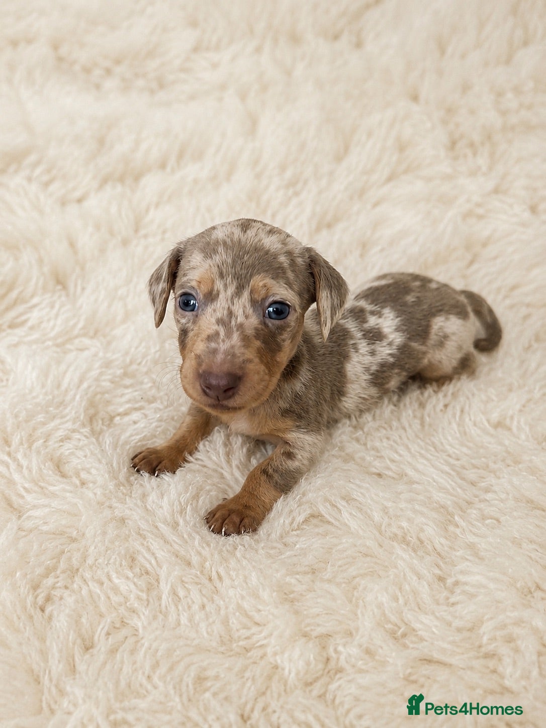 Miniature Dachshund dogs KC miniature dachshund - Advert 5