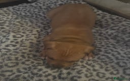 American Bull Staffy dogs for sale: American staffie puppies - Advert 20