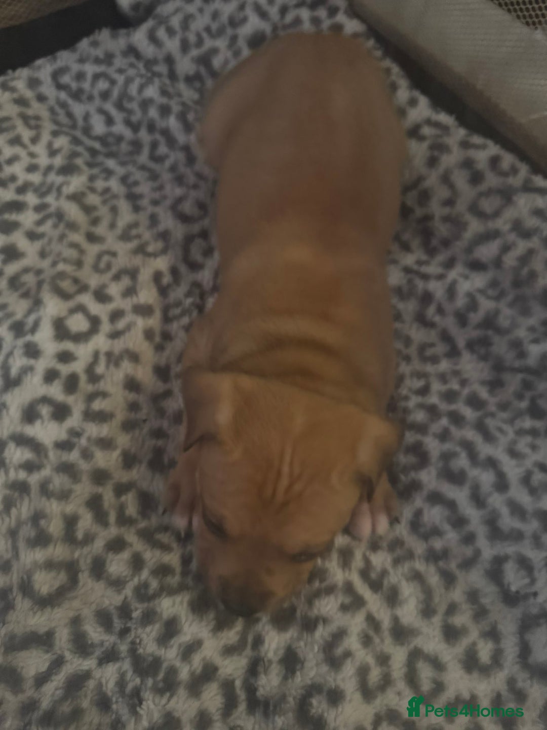 American Bull Staffy dogs for sale: American staffie puppies - Advert 20