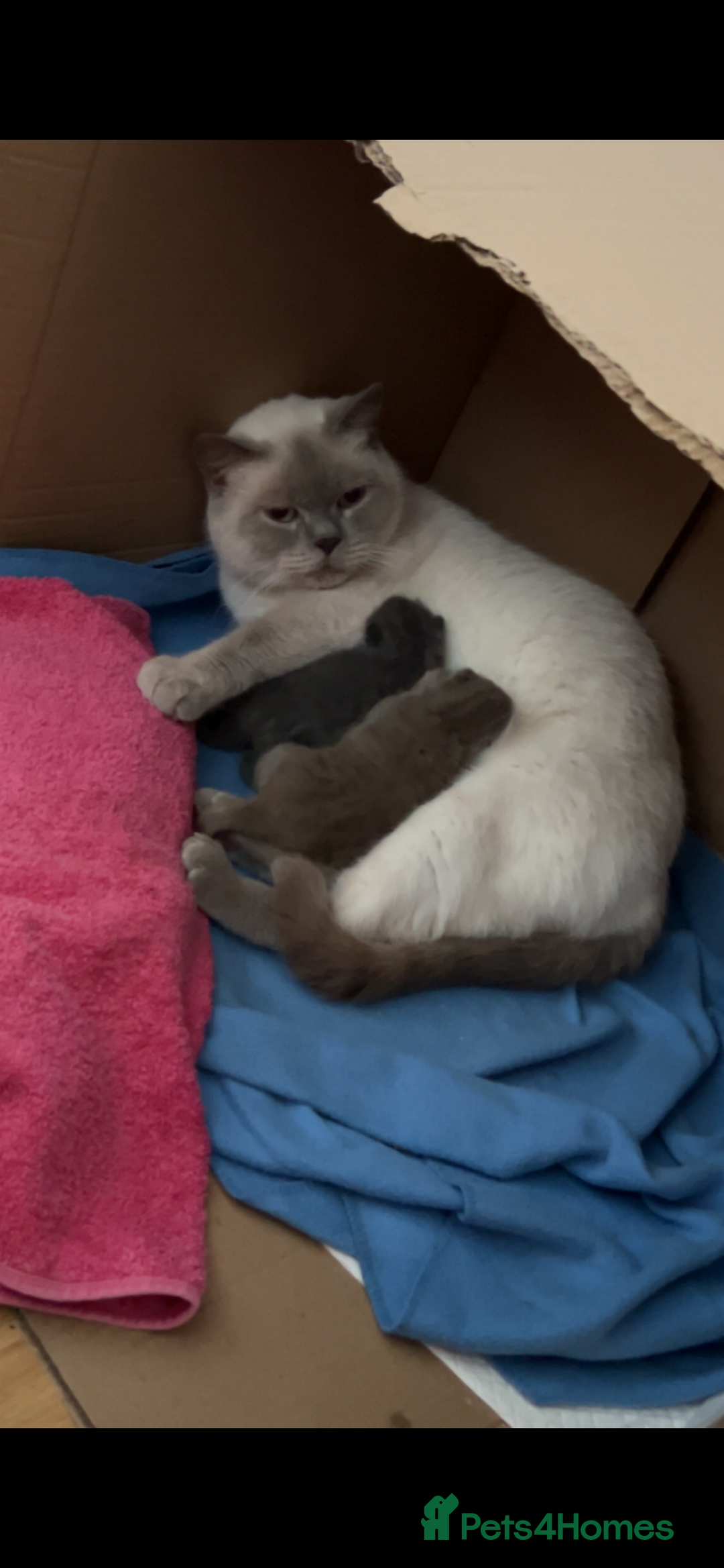 British Shorthair cats for sale: British Shorthair kittens Lilac & Blue  - Image 6