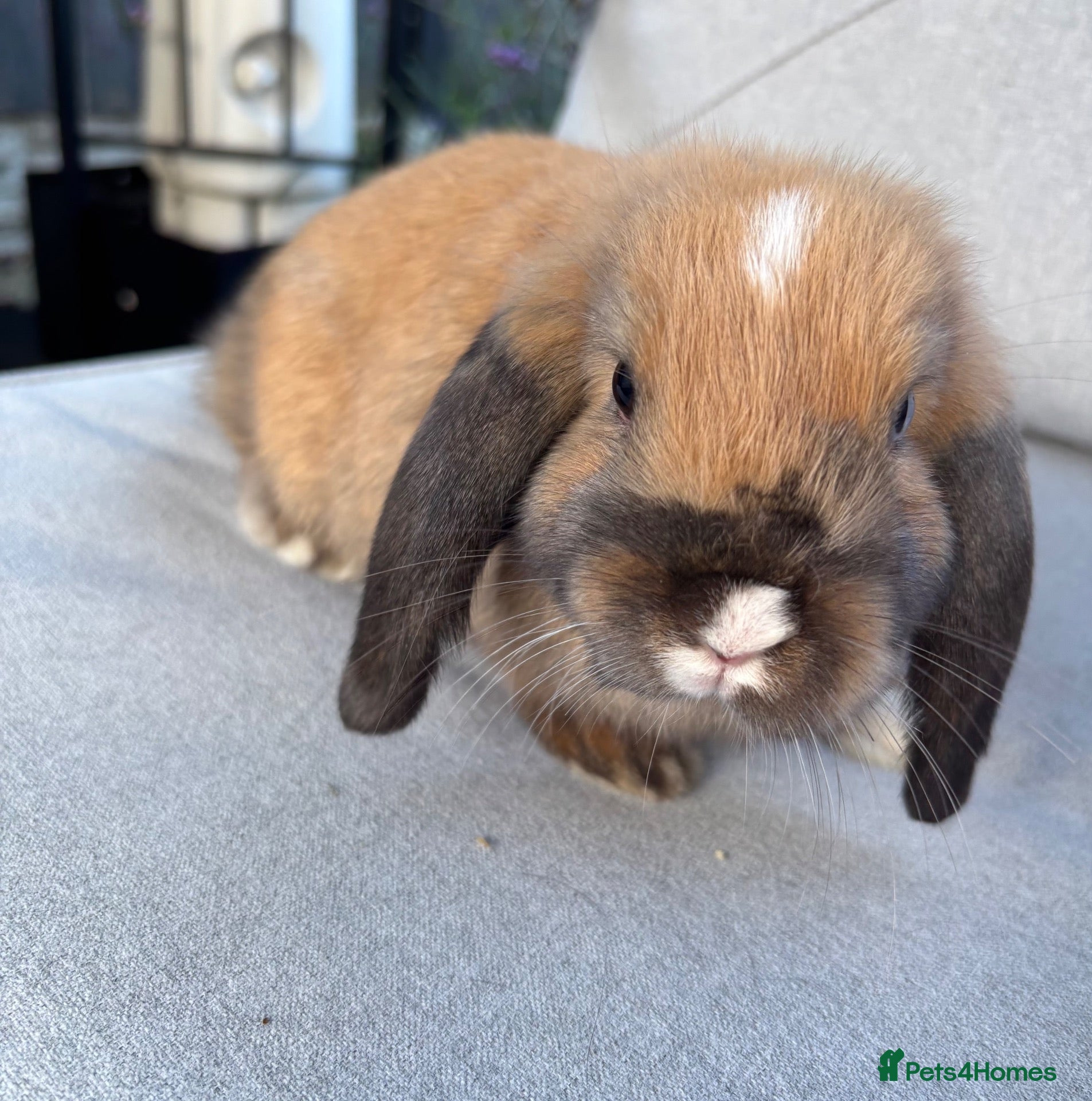 Mini Lop rabbits Mini lop Litter ready now 1 boy left - Advert 2