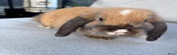 Mini Lop rabbits for sale: Mini lop Litter ready now 2 left rare boy - Advert 5