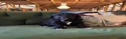 Sheepadoodle dogs for sale: Midi Size Sheepadoodles 20 kilos  - Advert 11