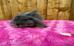 Angora rabbits for sale:  LAST 3! Giant French lop X Angora babies!  in Malmesbury - Image 23
