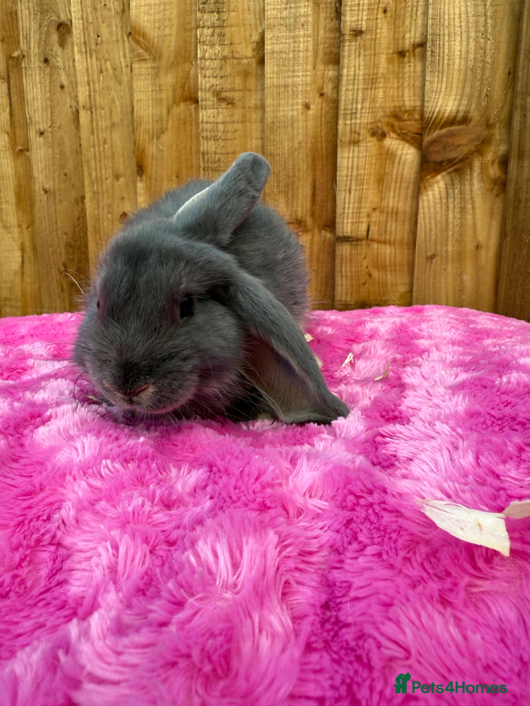 Angora rabbits for sale:  LAST 3! Giant French lop X Angora babies!  in Malmesbury - Image 23