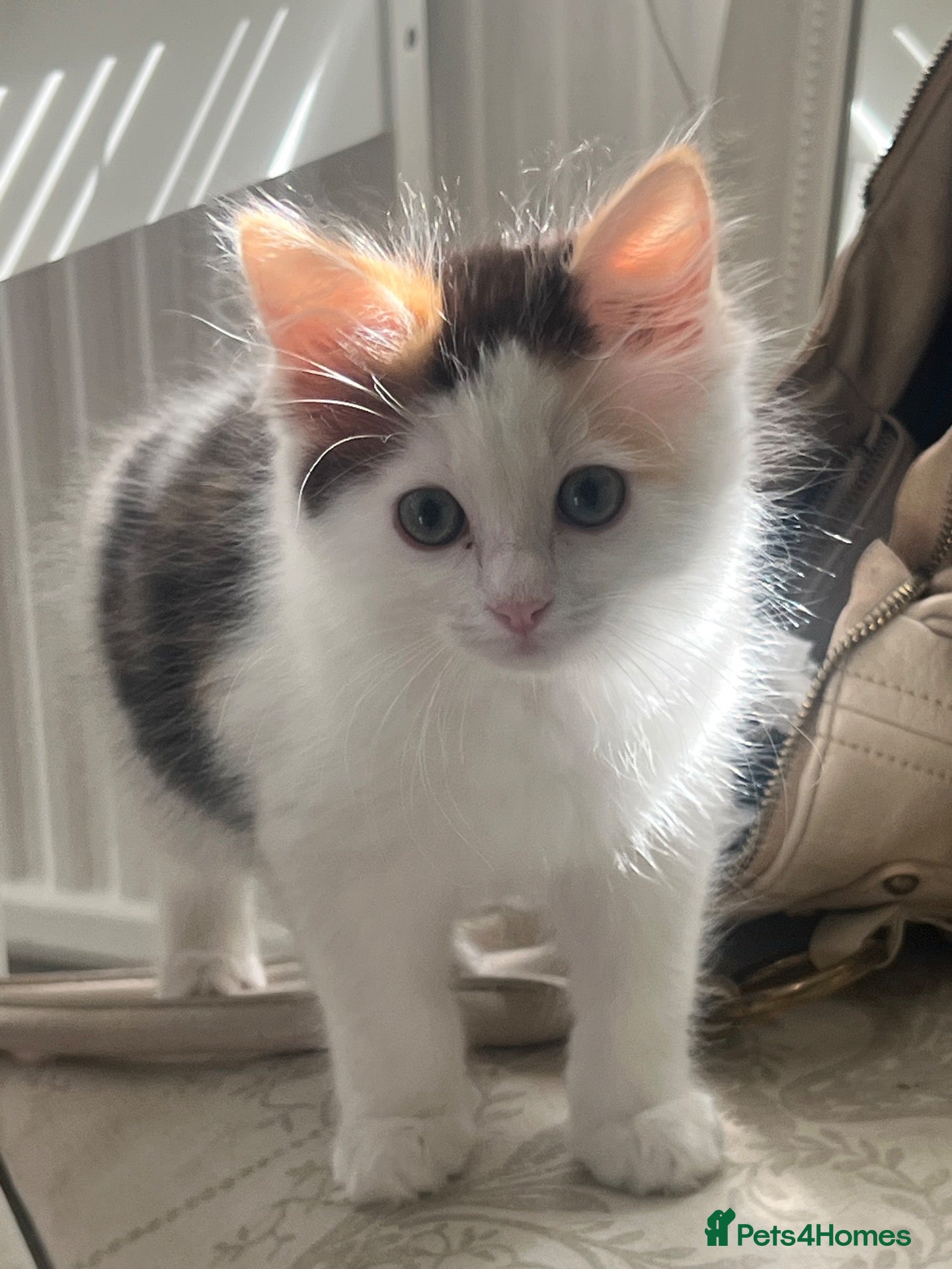 Ragdoll cats Beautiful Ragdoll & Ragdoll Cross Kittens  - Advert 1