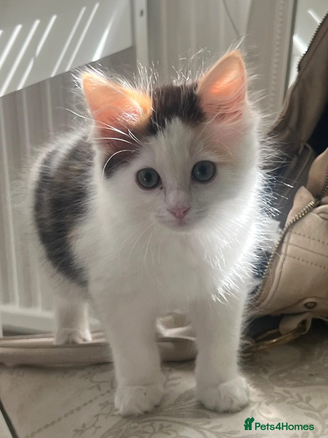 Ragdoll cats for sale: Beautiful Ragdoll & Ragdoll Cross Kittens  - Advert 1