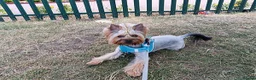 Yorkshire Terrier dogs for sale: A heart as beautiful as her smile... Meet Lina in Edinburgh - Advert 5