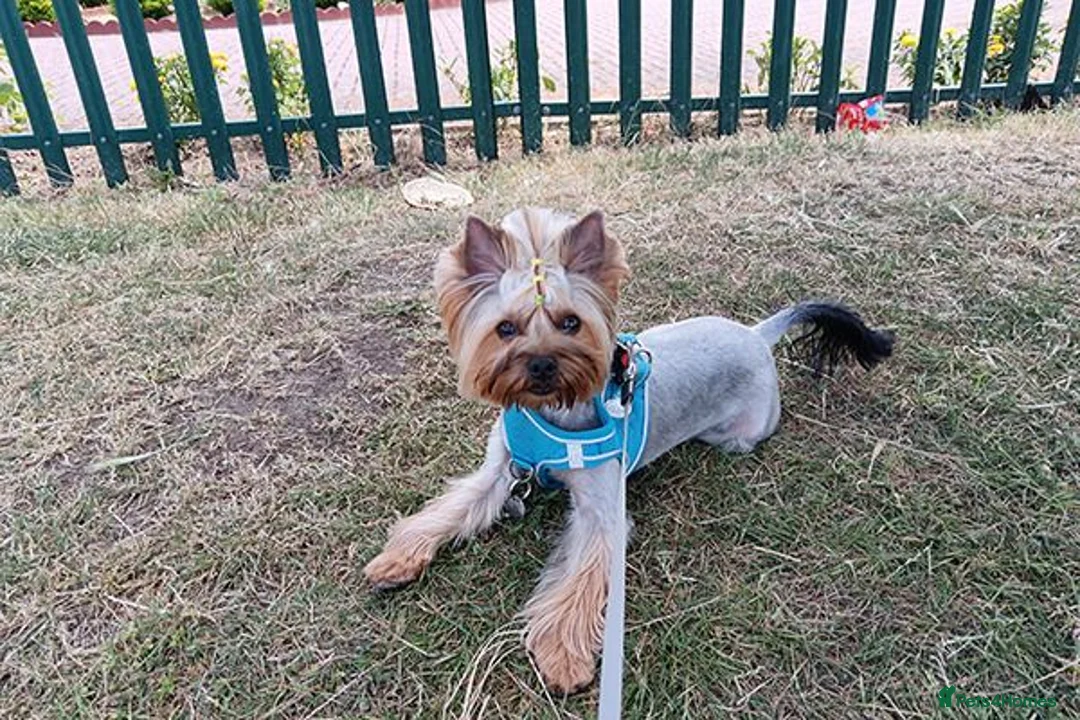 Yorkshire Terrier dogs for sale: A heart as beautiful as her smile... Meet Lina in Edinburgh - Advert 5