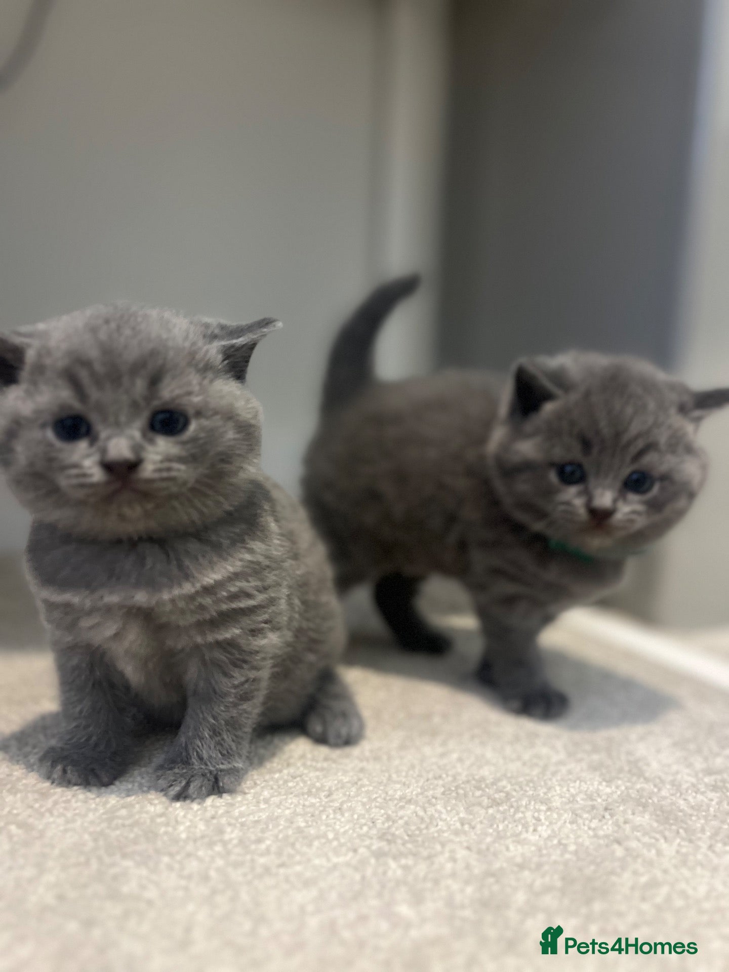 British Shorthair cats Beautiful Kittens  - Advert 9