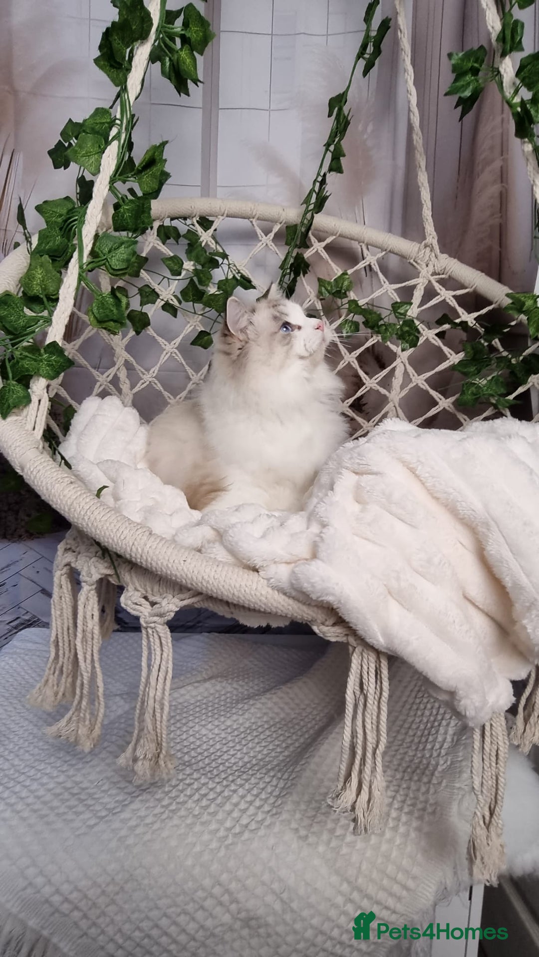 Ragdoll cats for sale: Exceptional Tica Registered Ragdoll Kittens - Advert 17