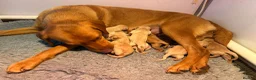 Labrador Retriever dogs for sale: Fox red/yellow KC, health tested Labradors  in Spalding - Advert 1