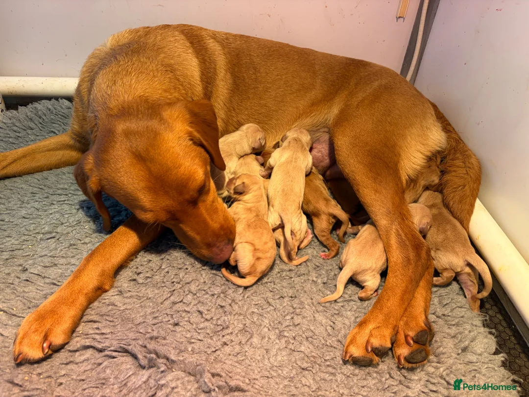 Labrador Retriever dogs for sale: Fox red/yellow KC, health tested Labradors  in Spalding - Advert 1