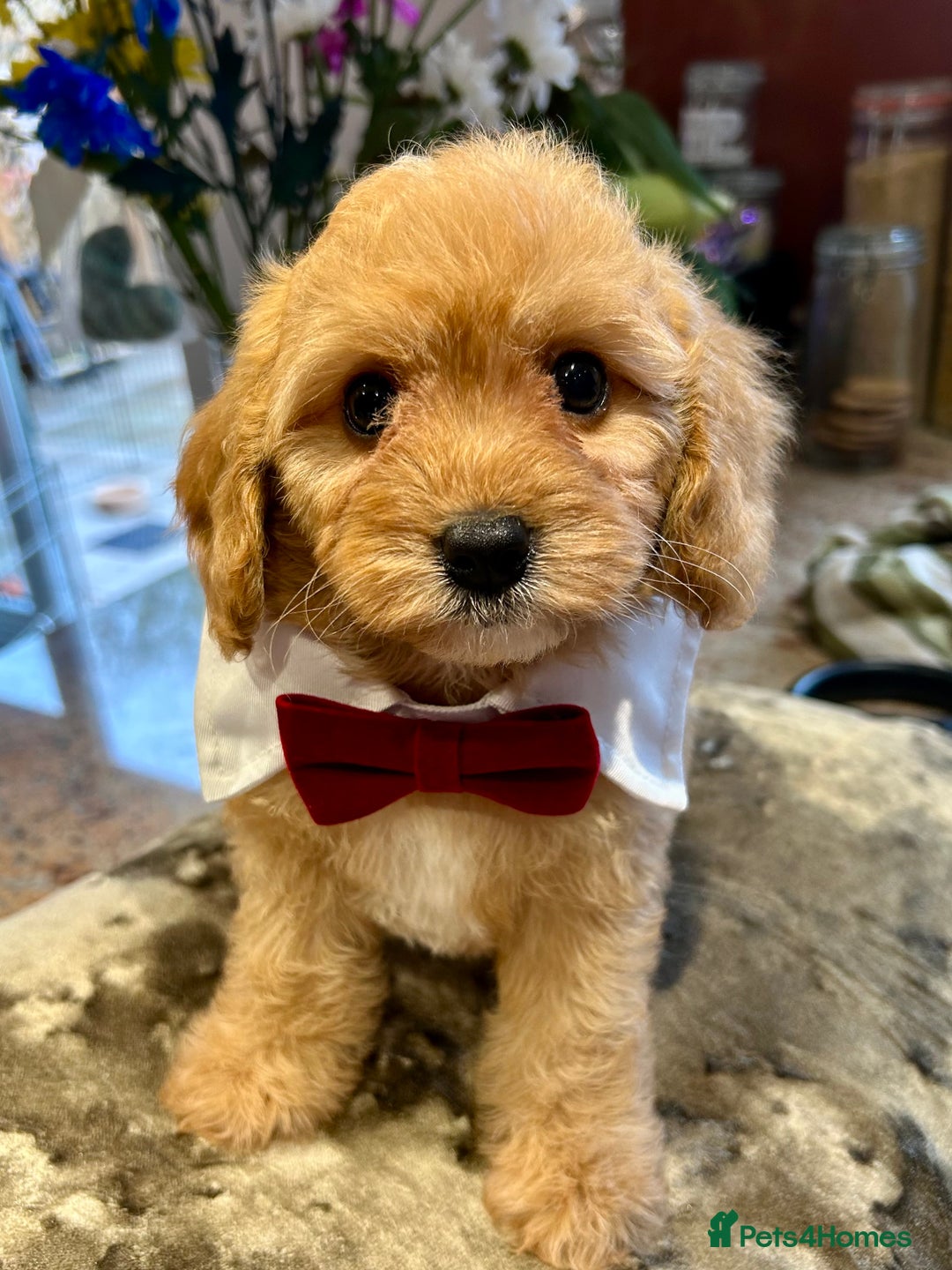Cavapoo dogs for sale: Real Life Teddy Bears, Cavapoo babies  - Image 6
