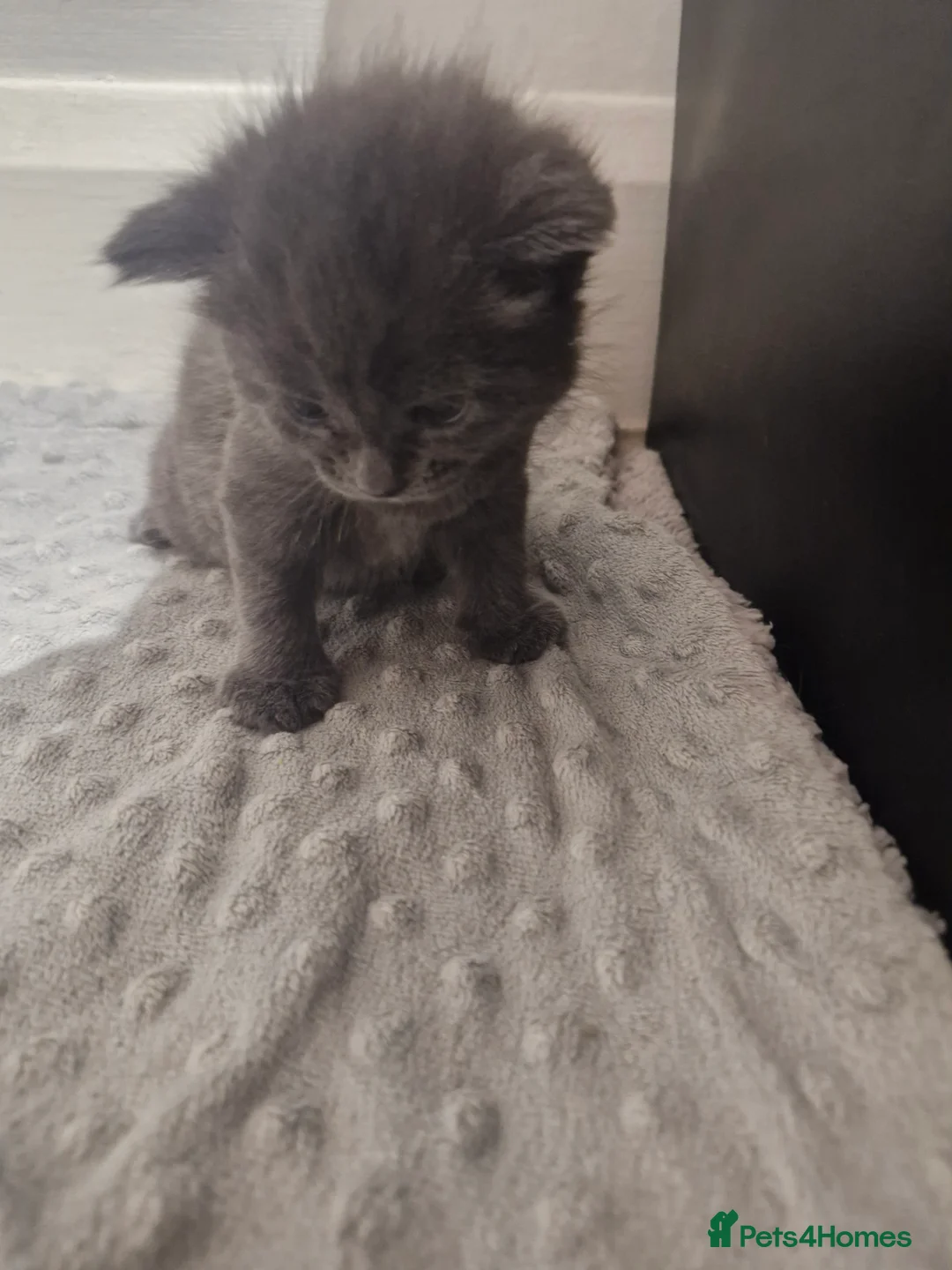 Domestic Shorthair cats for sale: 3 little princess and 3 little prince for sale  - Advert 16