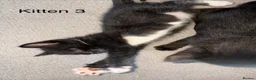Domestic Shorthair cats for sale: 3 Black/Grey/Tabby Kittens - Advert 3