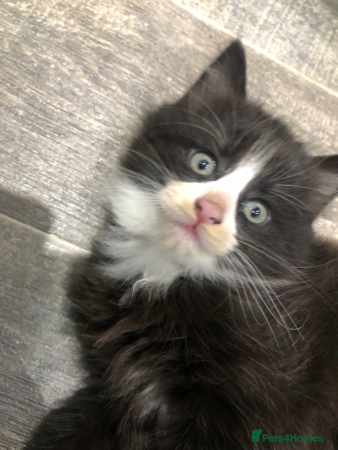 Domestic Shorthair cats for sale: 5 Beautiful kittens for sale  - Image 3