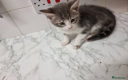 Domestic Shorthair cats for sale: 5 Beautiful Kittens Looking for Forever Homes - Image 16