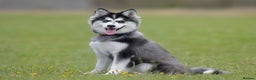 Pomsky dogs for sale: F3 Pomsky female Evie - Advert 9