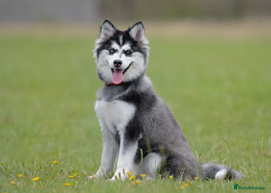 Pomsky dogs for sale: F3 Pomsky female Evie - Advert 9