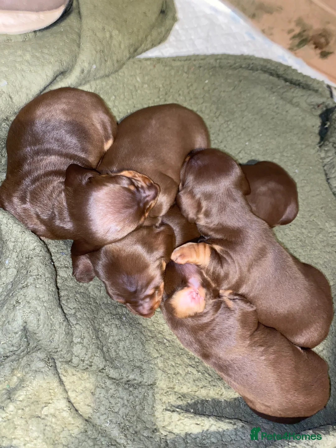 Dachshund dogs for sale: Dachshund  in Northallerton - Advert 3