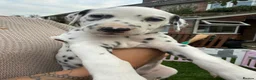 Dalmatian dogs for sale: Unexpectedly re-available Dalmatian girl-ready now - Advert 20