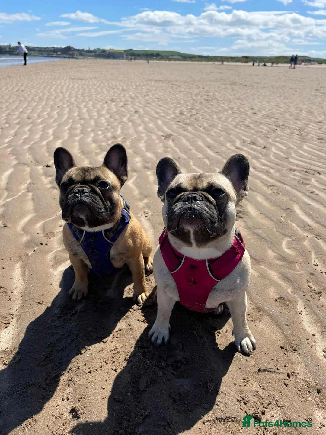 French Bulldog dogs for stud: Red fawn Dicar sired silver health tested in Edinburgh - Advert 18