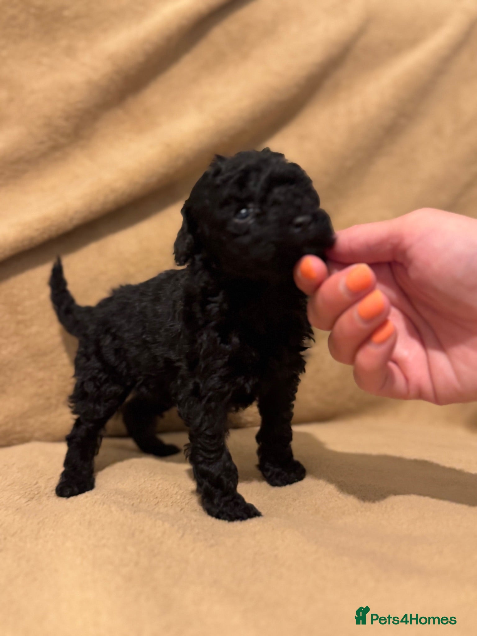 Miniature Poodle dogs READY TO LEAVE NOW!  - Advert 1