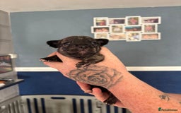 Mixed Breed dogs for sale: French Bull Jacks x 5 (All male)  - Image 8
