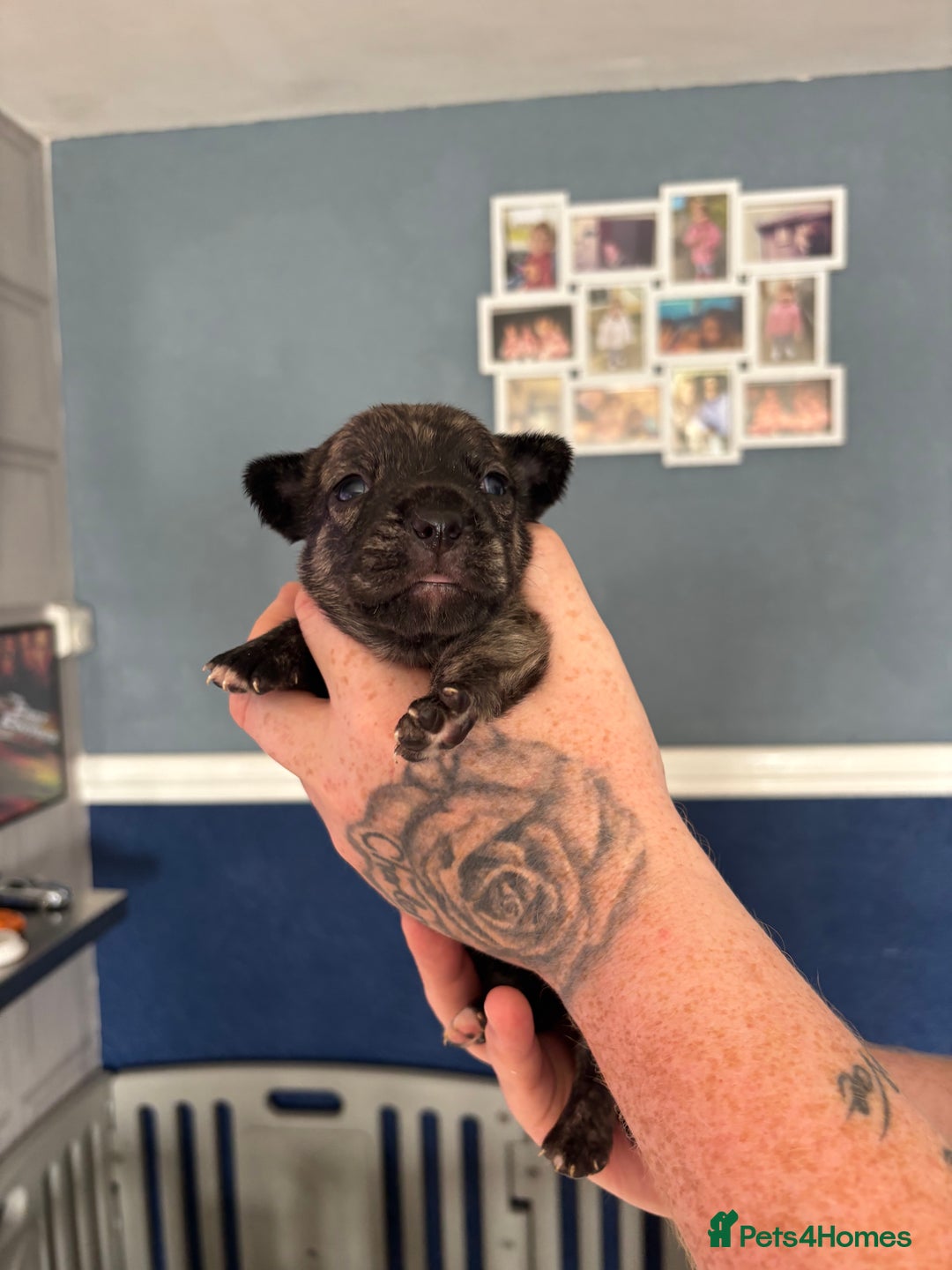 Mixed Breed dogs for sale: French Bull Jacks x 5 (All male)  - Image 8