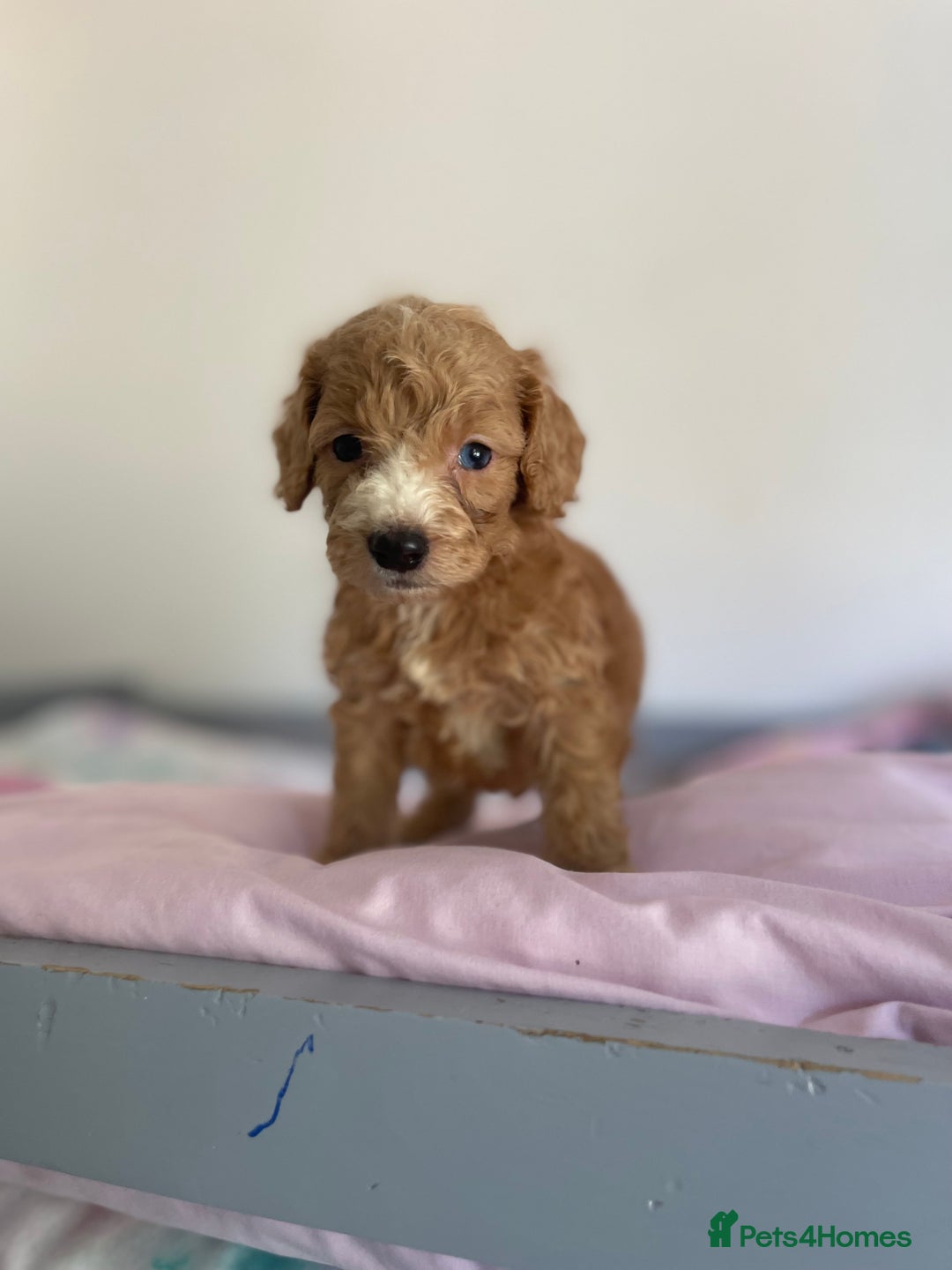 Cockapoo dogs for sale: Cockapoo puppies  - Image 22