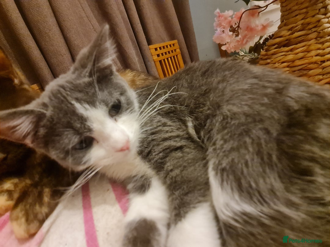 Mixed Breed cats for sale: Stunning  kittens looking  4 new home - Advert 10